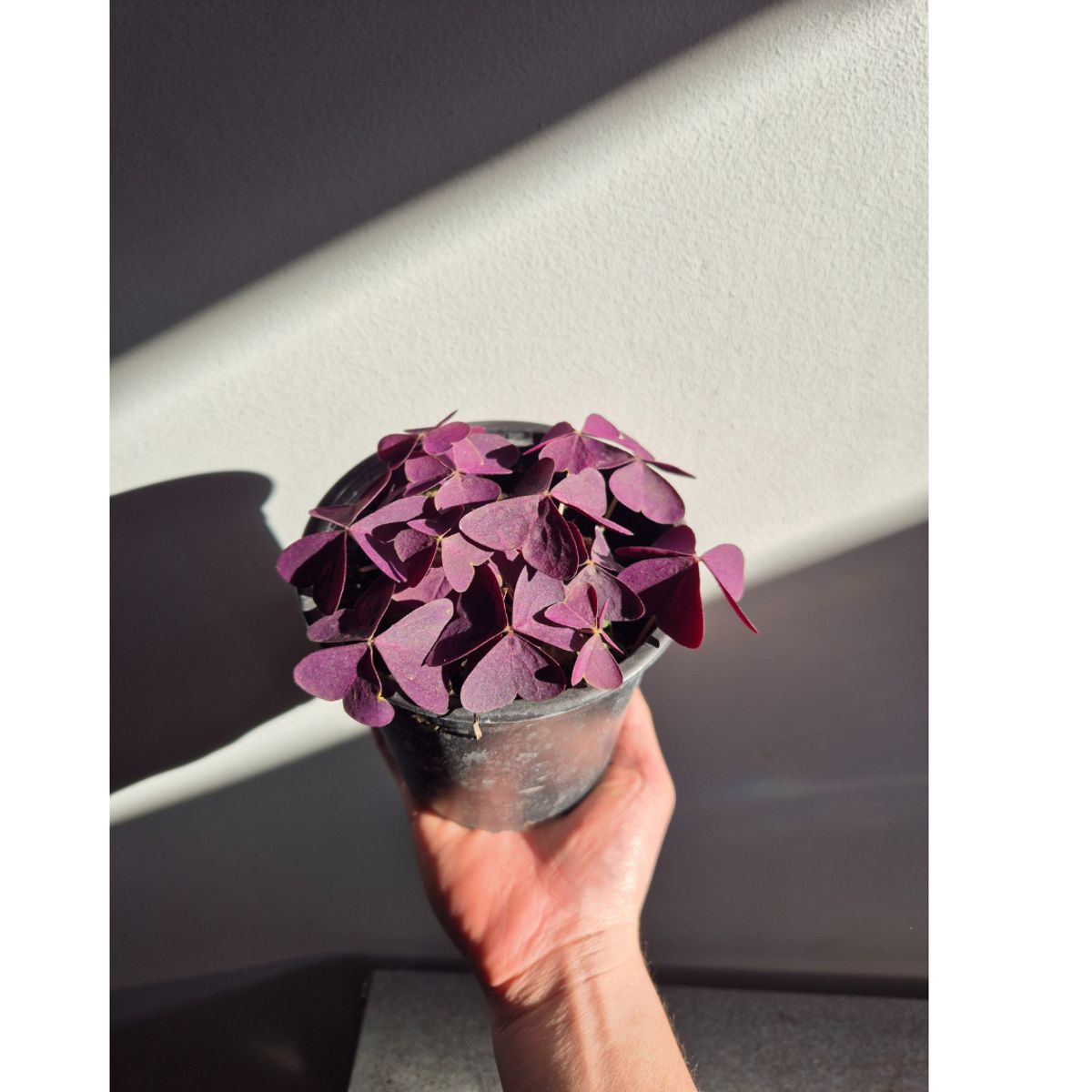 GENERICO - Oxalis Triangularis  Trébol Morado