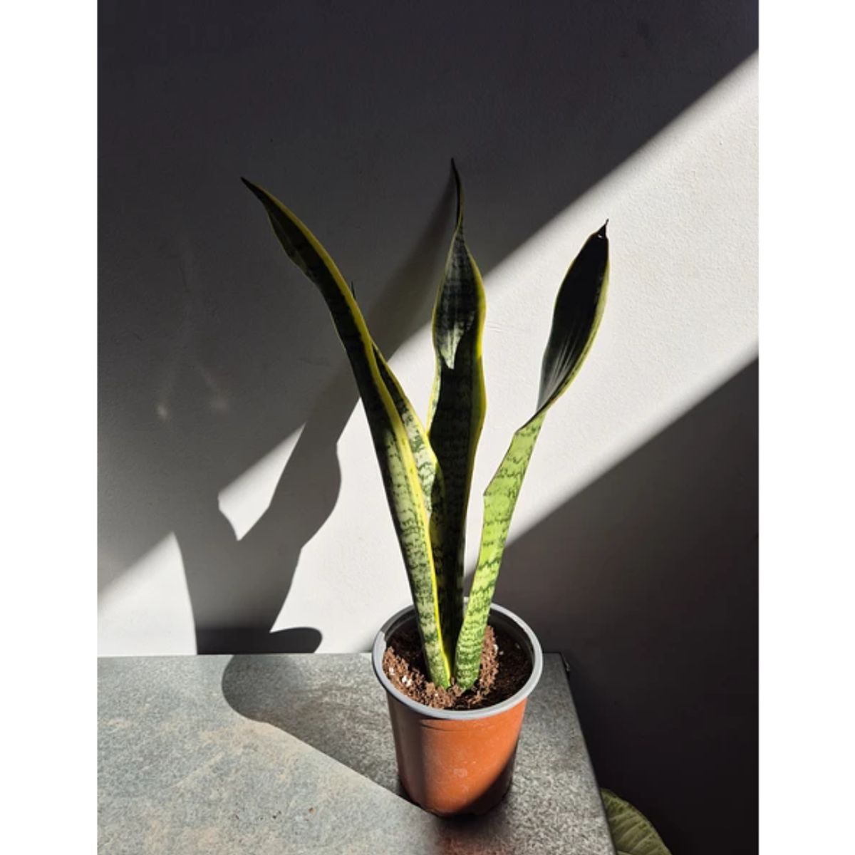 GENERICO - Sansevieria (lengua de Suegra) 3 a 4 hojas