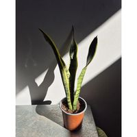 Sansevieria (lengua de Suegra) 3 a 4 hojas