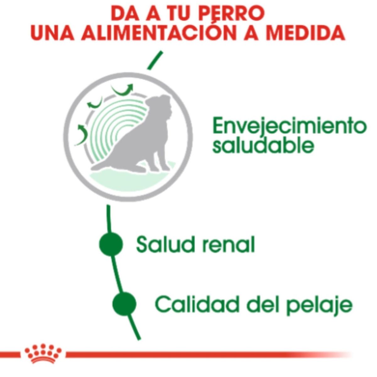 ROYAL CANIN - Royal Canin Alimento Para Perro Mini Ageing 12+ 3 kg