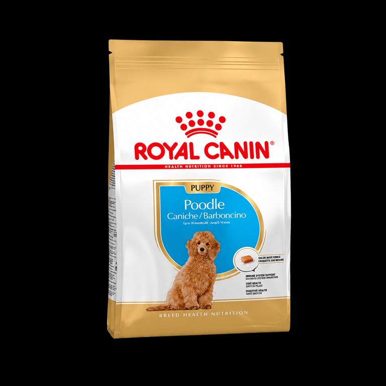 Poodle Puppy 3 kg