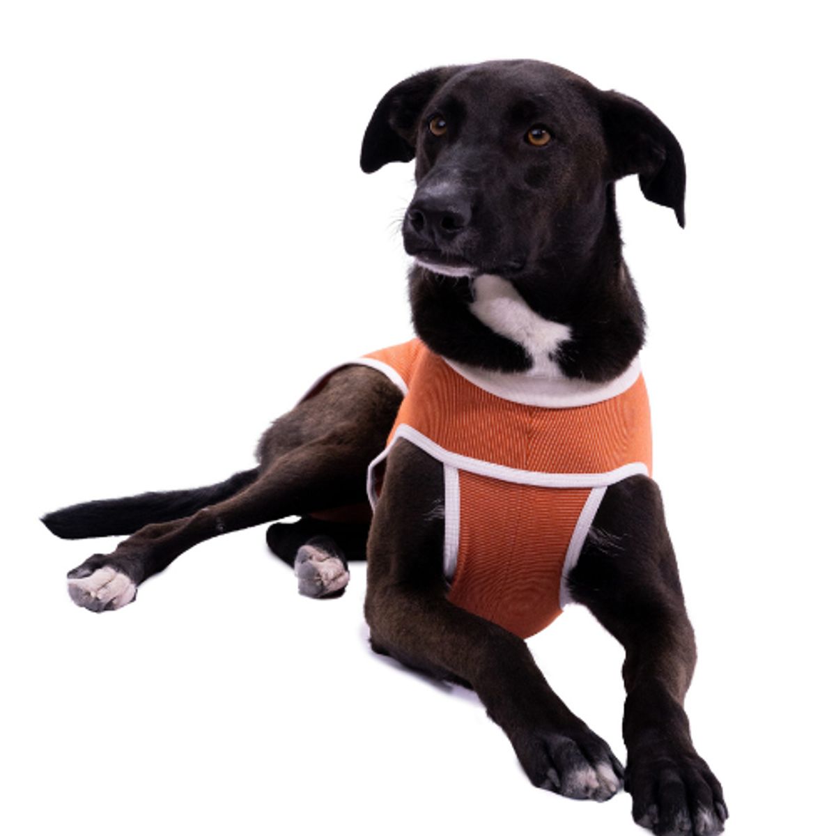 KIMBAVET - BodyCobre® Kimba Tradicional - Talla 13 (40 - 45) Kg