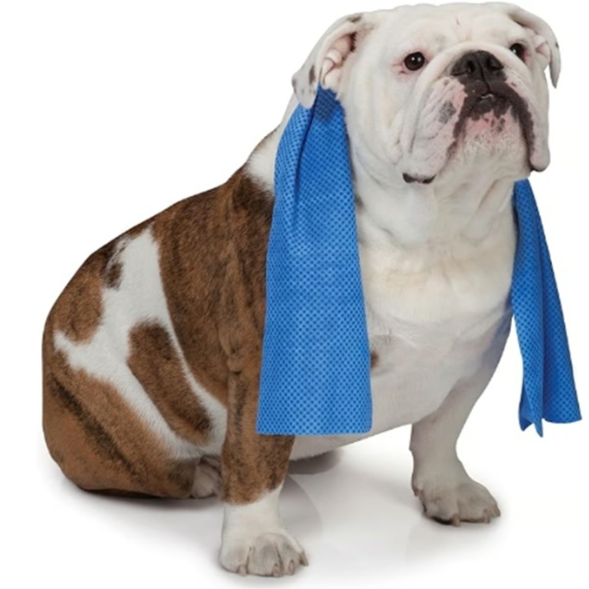 GENERICO - Toalla De Refrigeración Para Mascotas Reutilizable