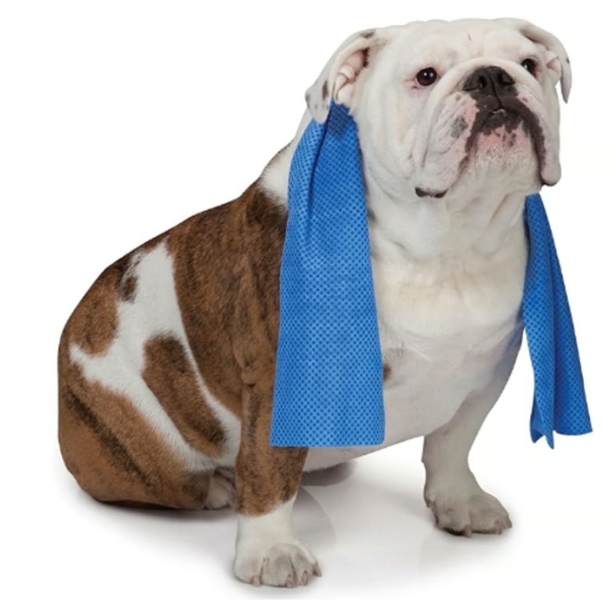 GENERICO - Toalla De Refrigeración Para Mascotas Reutilizable