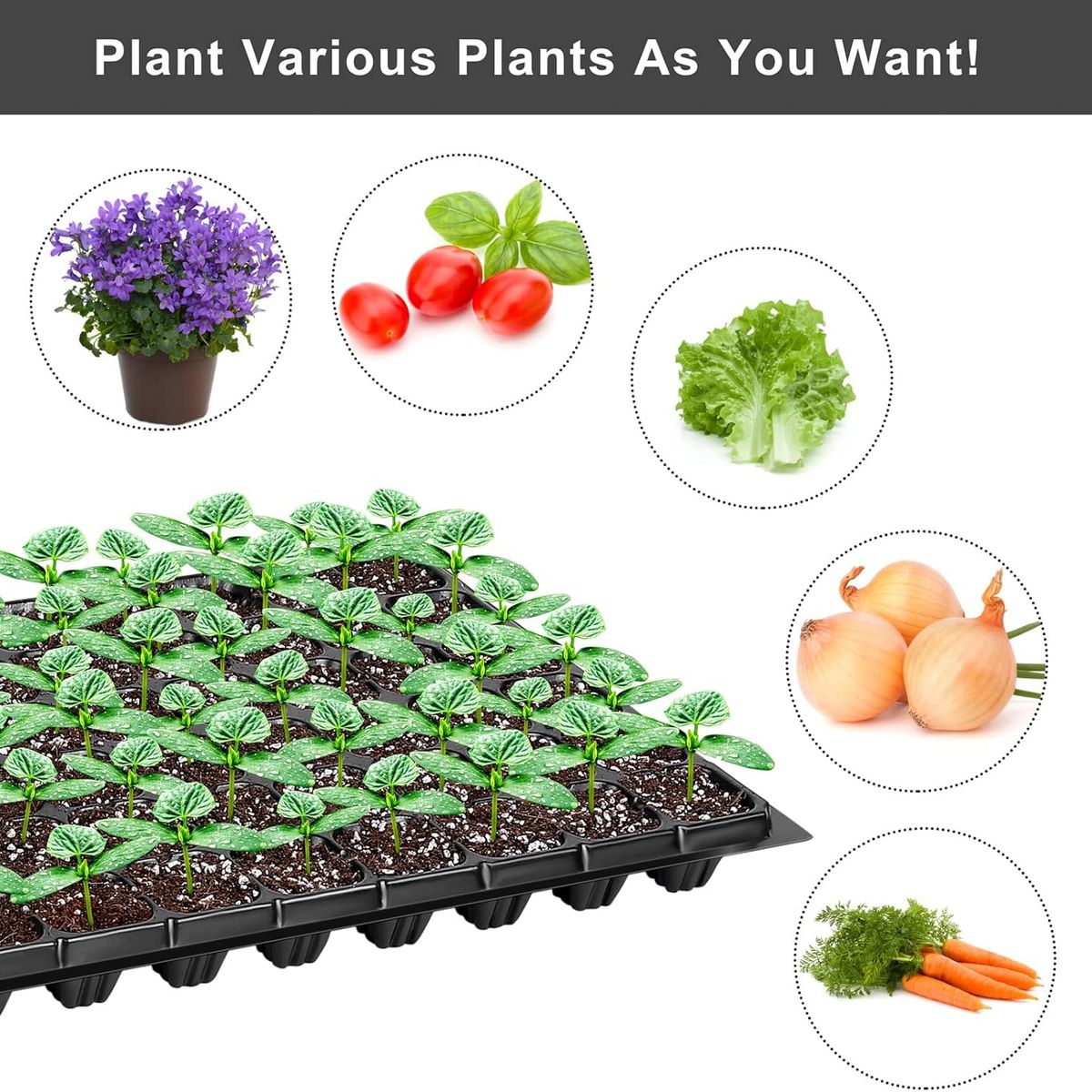 KUANGYE - Pack12 Almacigueras Bandejas Rígidas 200 Cavidades