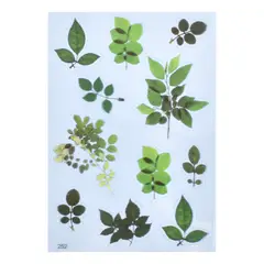 GENERICO - Stickers Láminas Hojas Verdes Varias Stickers Manualidades