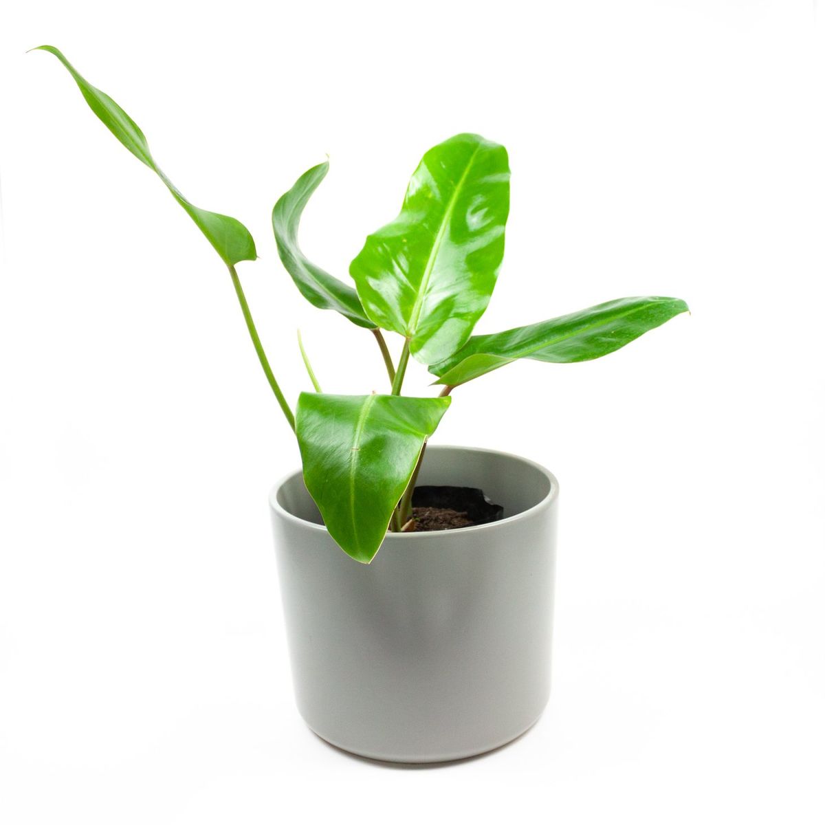 PLANT ME - Portamacetero Cerámica Decorativo Gris L