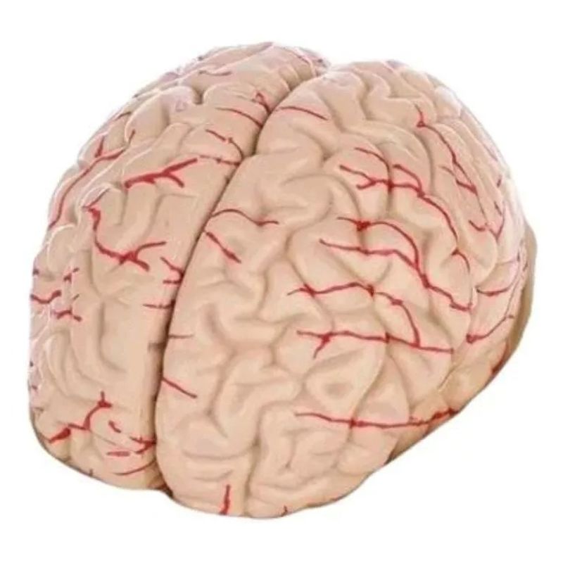 GENERICO - Cerebro Con Arterias Desarmable - Modelo Anatómico