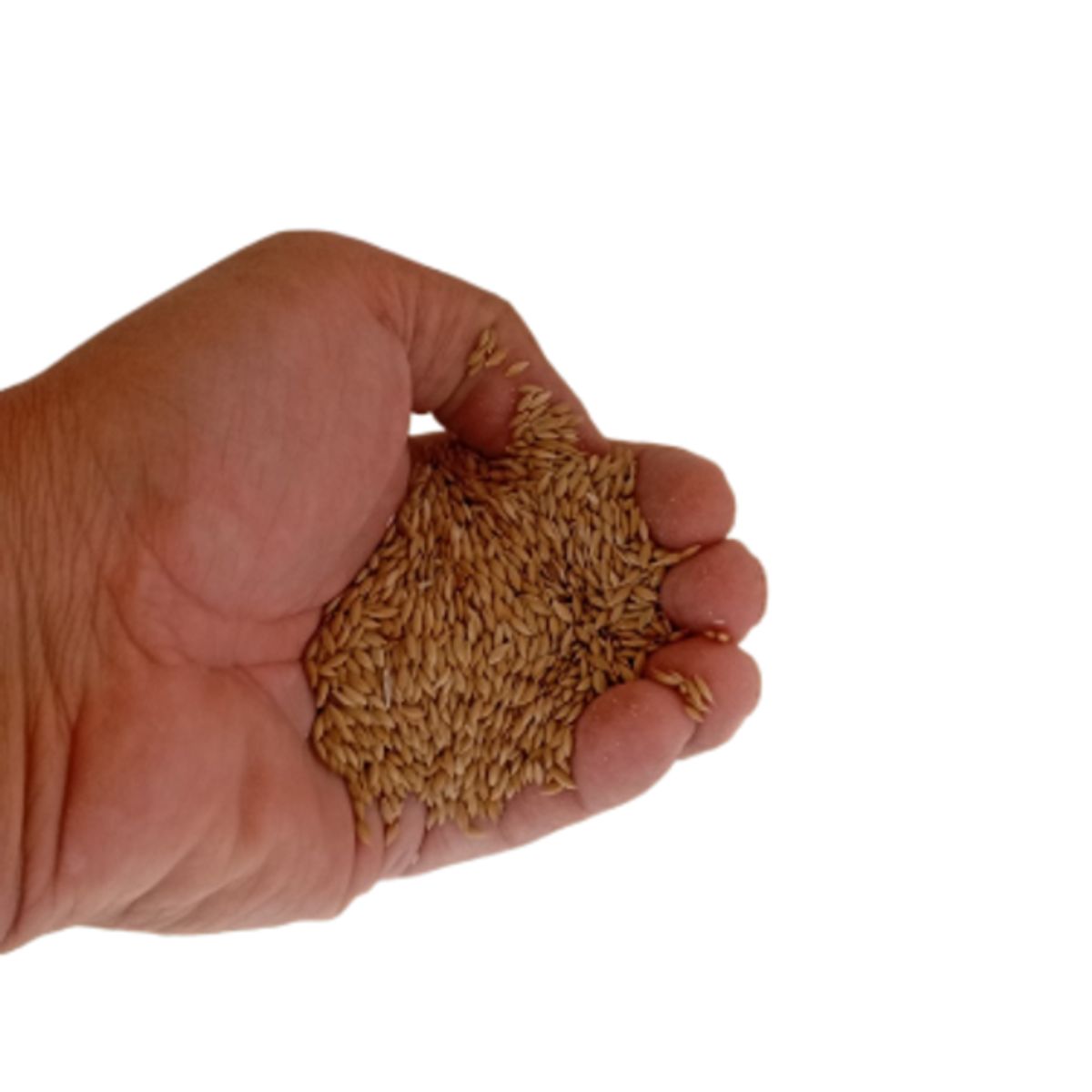 GENERICO - Alpiste Eco Talcarehue Premium 1 kg