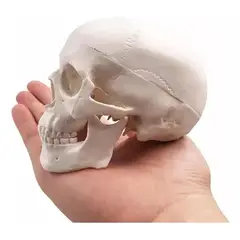 GENERICO - Mini Cráneo - Modelo Anatómico