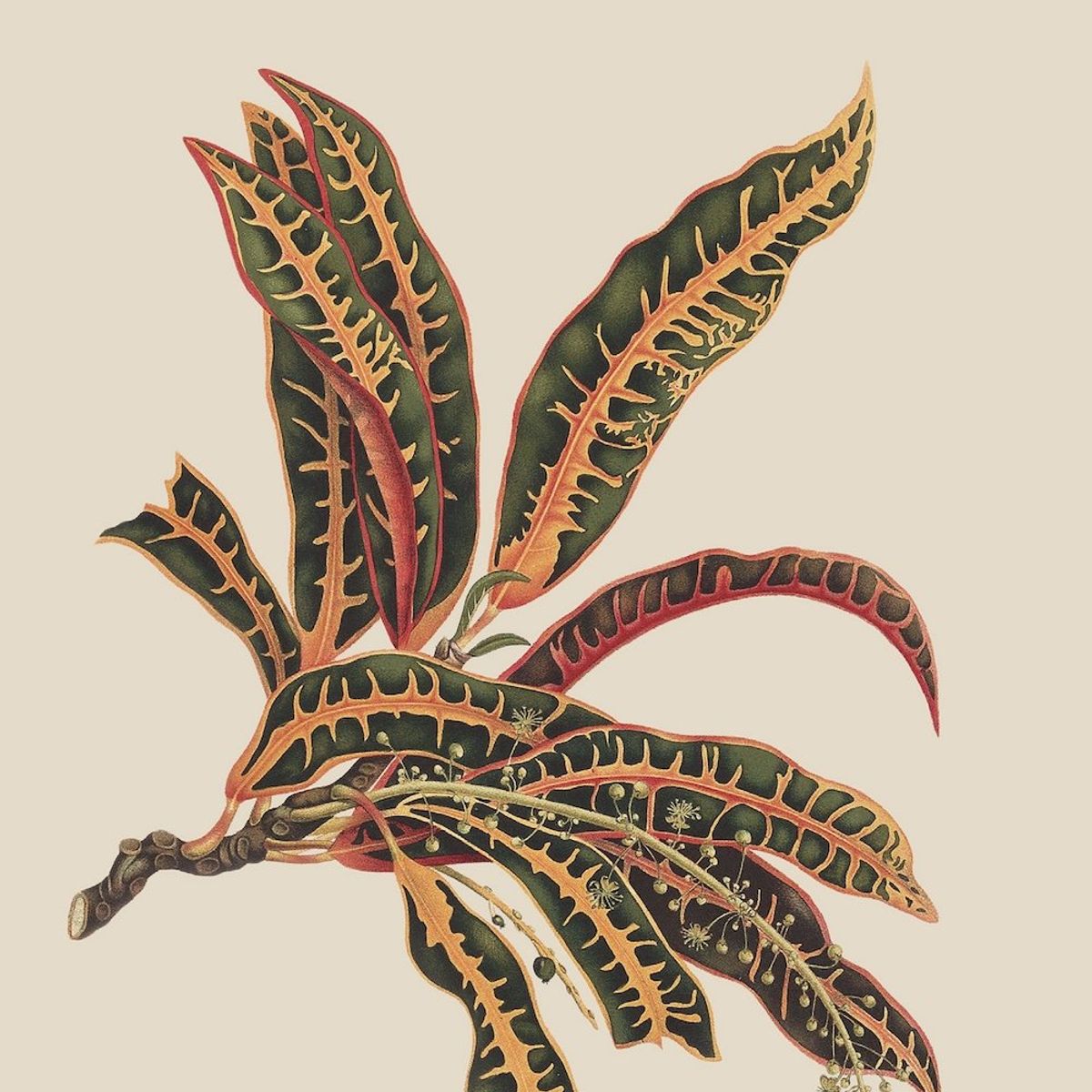 RANDOM HOUSE - Libro Infértil - Rosario Yori