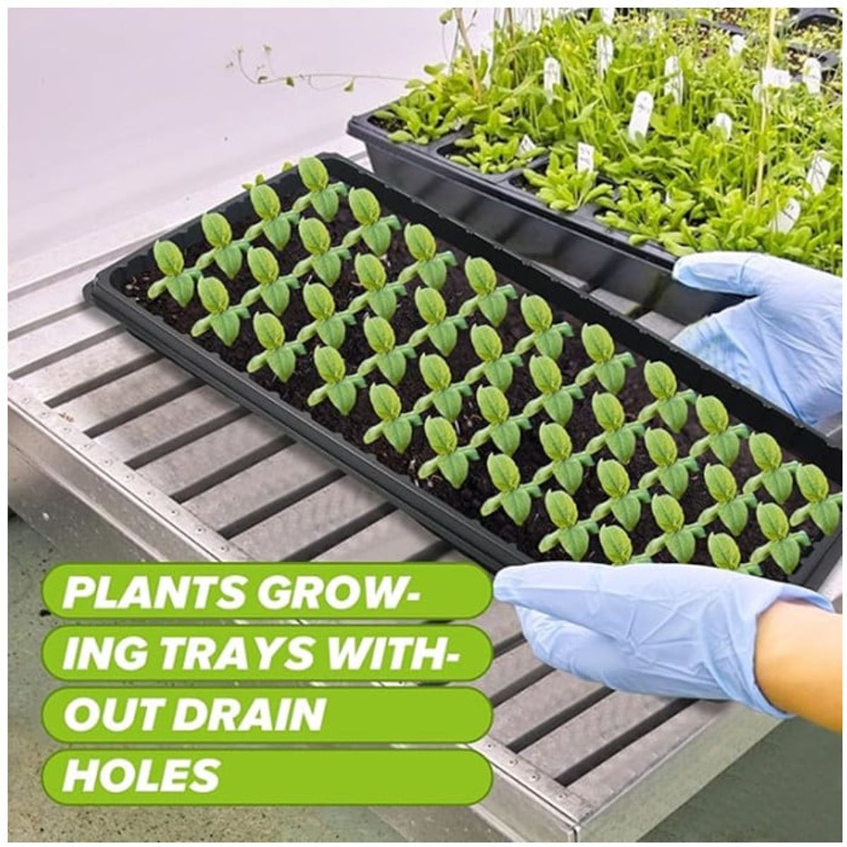 KUANGYE - Charola, bandeja Plana, lisa Base De Germinación 10 Piezas