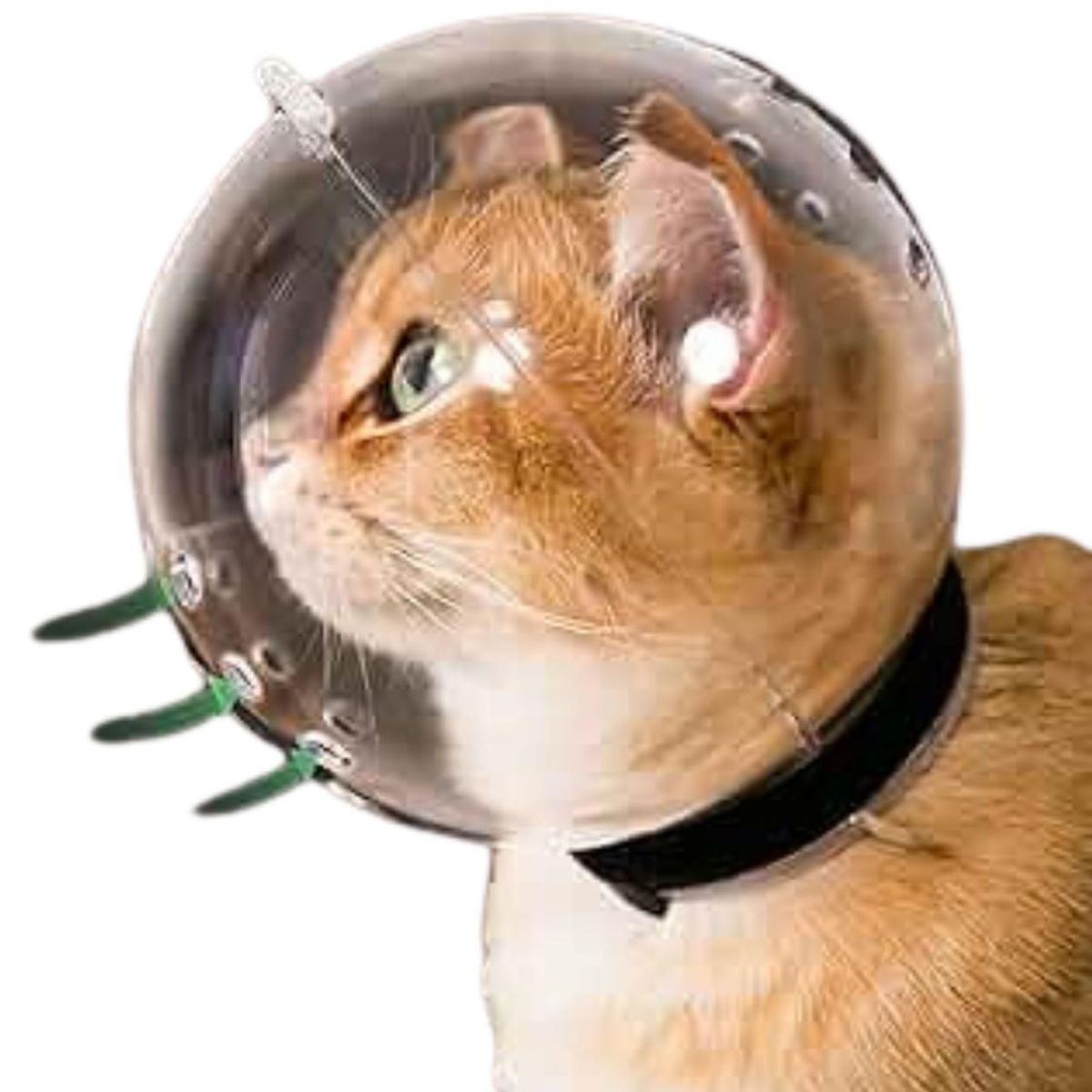 GENERICO - Bozal Cupula para Gatos protector anti Mordidas - 70mm