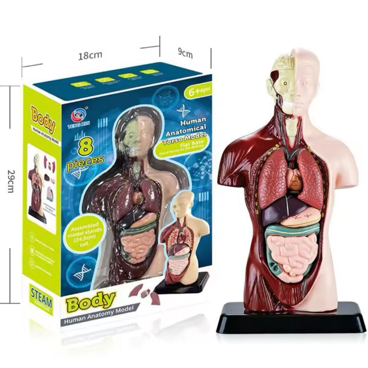 GENERICO - Kit Maqueta Organos del Cuerpo Humano 3d Desmontable Educativo