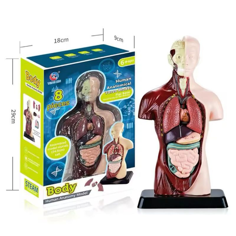 GENERICO - Kit Maqueta Organos del Cuerpo Humano 3d Desmontable Educativo
