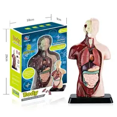 GENERICO - Kit Maqueta Organos del Cuerpo Humano 3d Desmontable Educativo