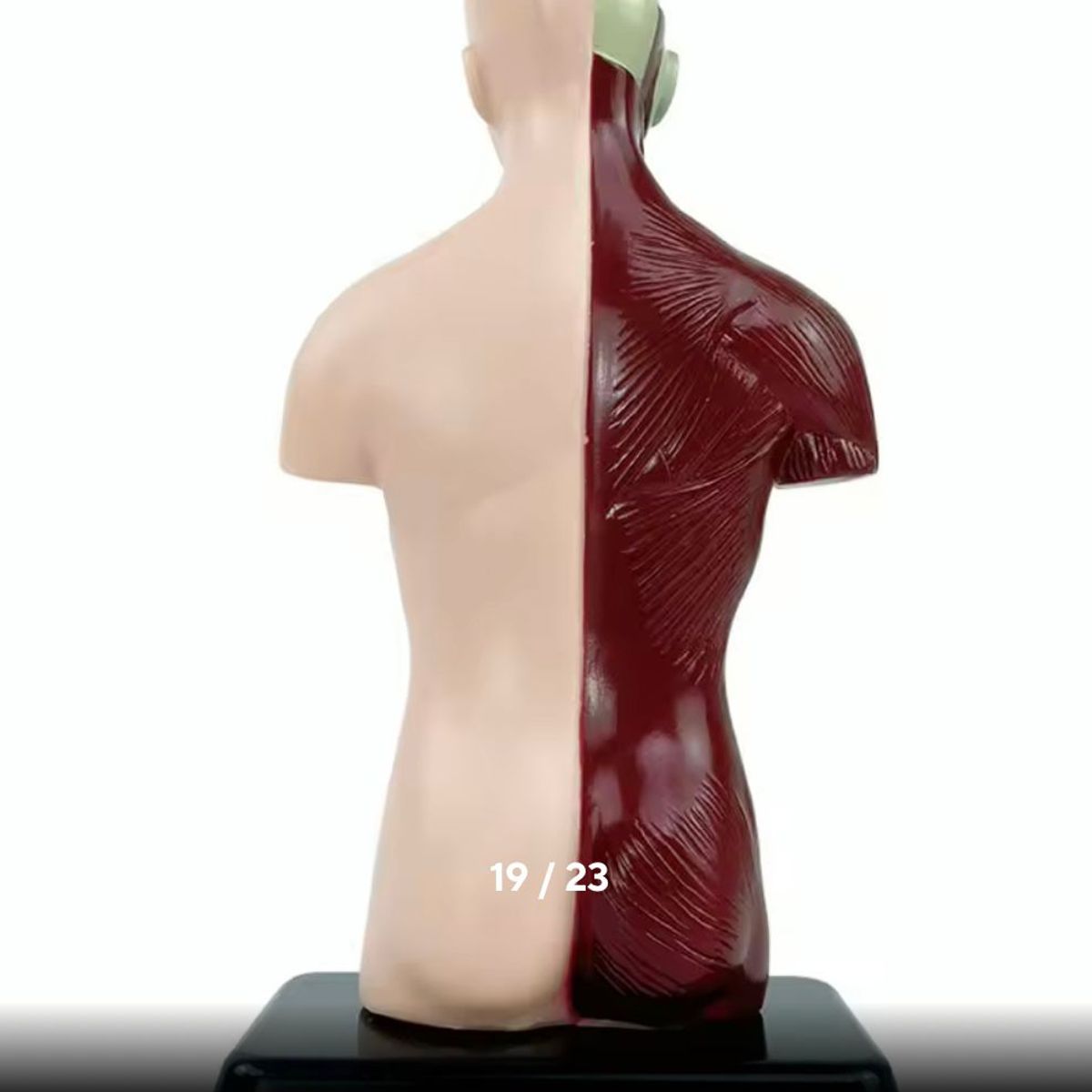 GENERICO - Kit Maqueta Organos del Cuerpo Humano 3d Desmontable Educativo