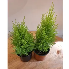 GENERICO - Pino Limòn Ciprés Aromático Ornamental