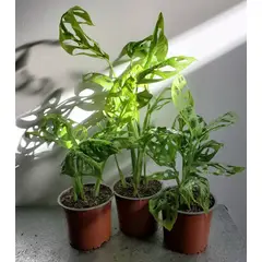 GENERICO - Monstera Adansonii