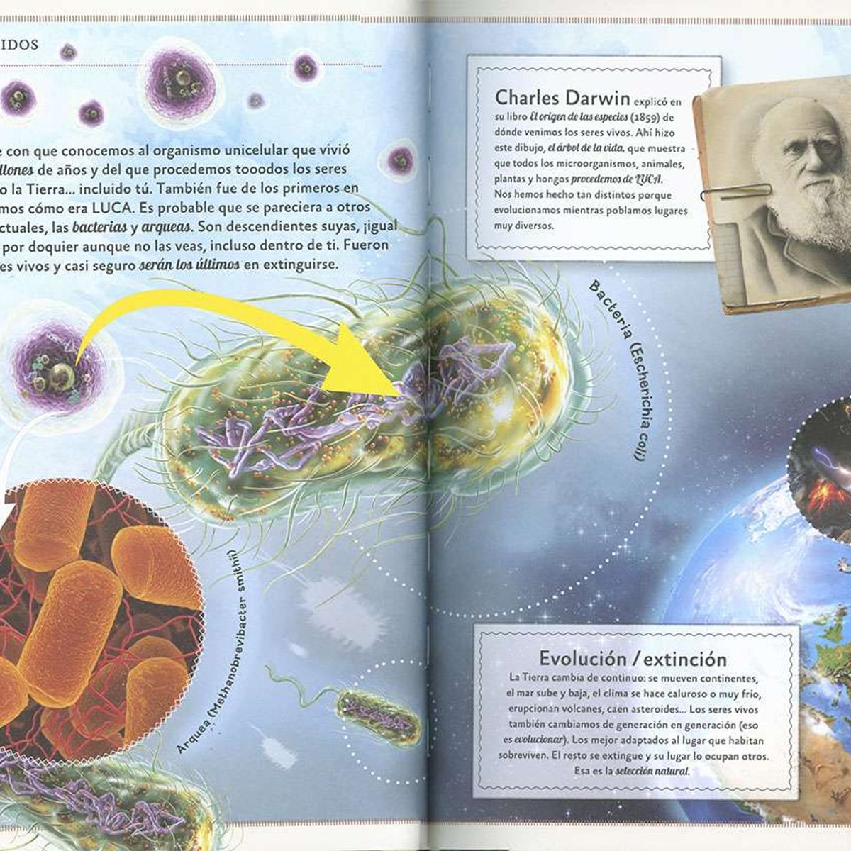 SUSAETA - El magnífico libro de los animales extinguidos