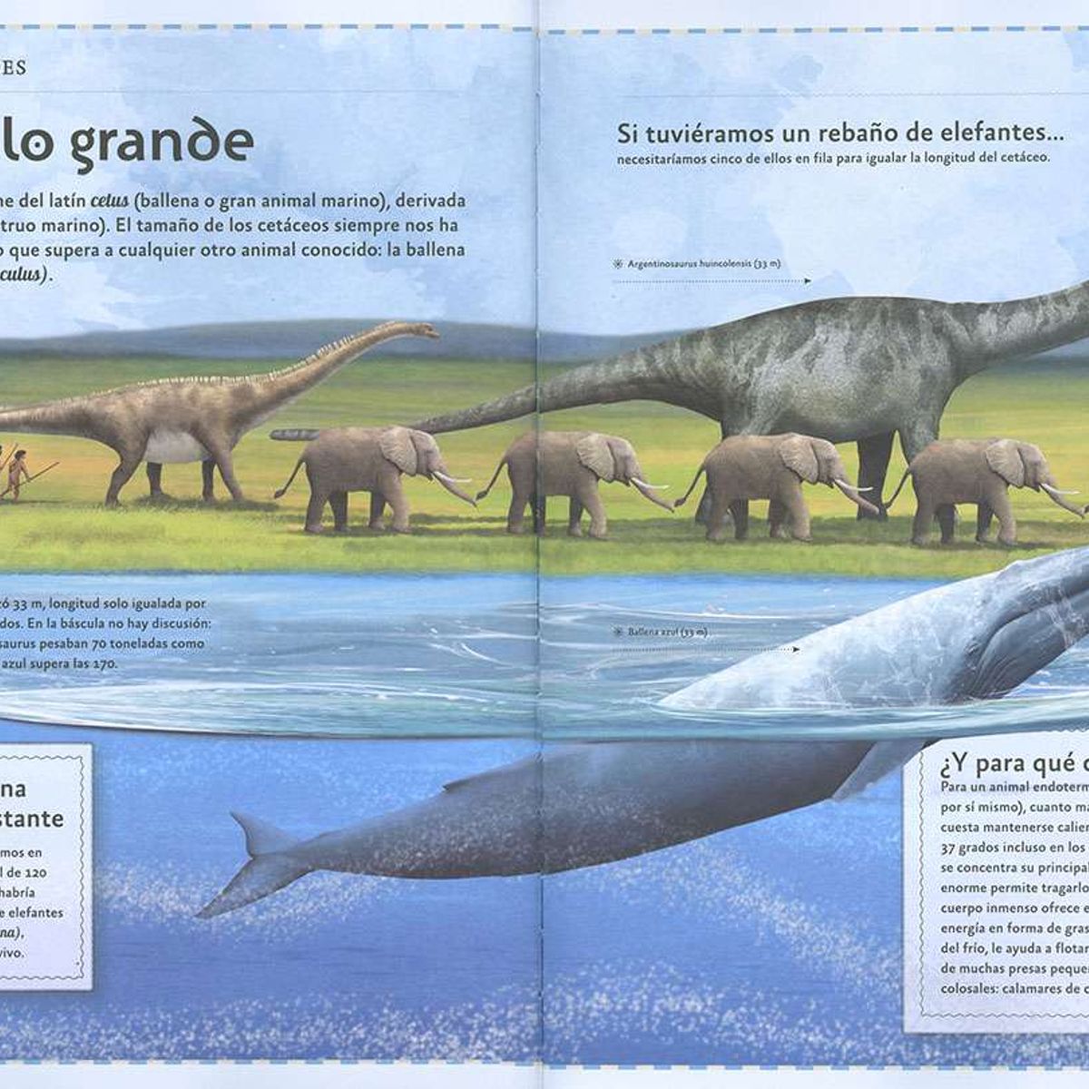 SUSAETA - El magnífico libro de las ballenas