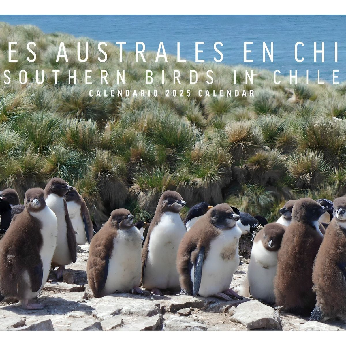TOP10BOOKS - Calendario Aves Australes En Chile - EDICIONES MAC KAY