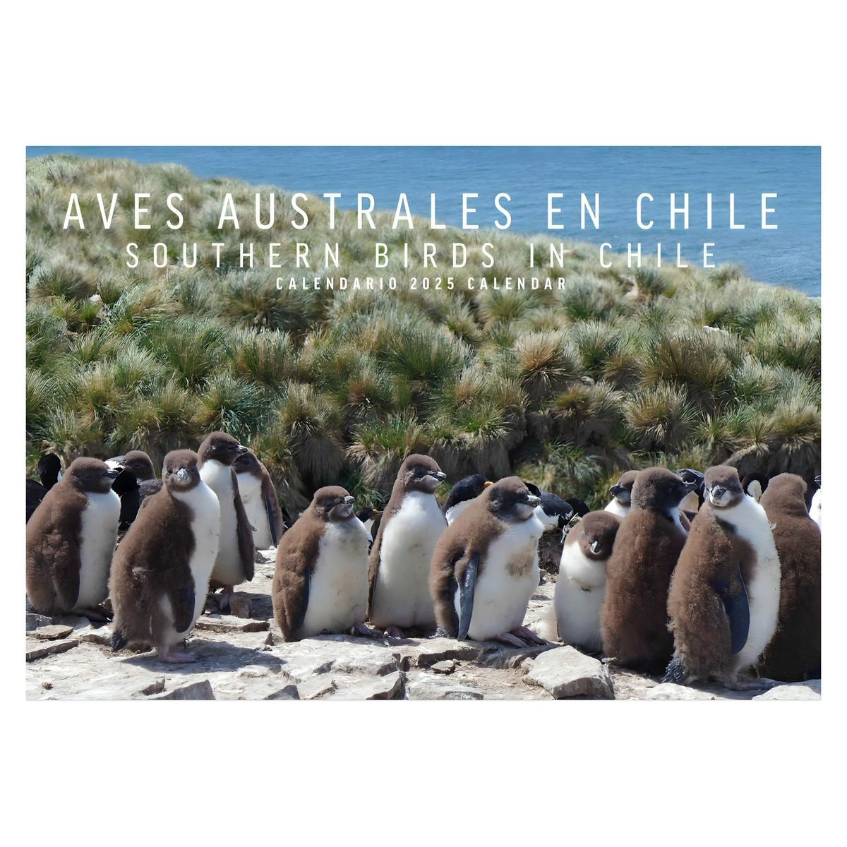 TOP10BOOKS - Calendario Aves Australes En Chile - EDICIONES MAC KAY
