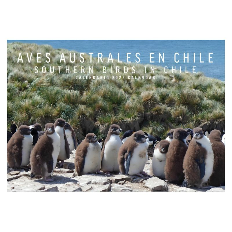 TOP10BOOKS - LIBRO CALENDARIO AVES AUSTRALES EN CHILE / EDICIONES MAC KAY /
