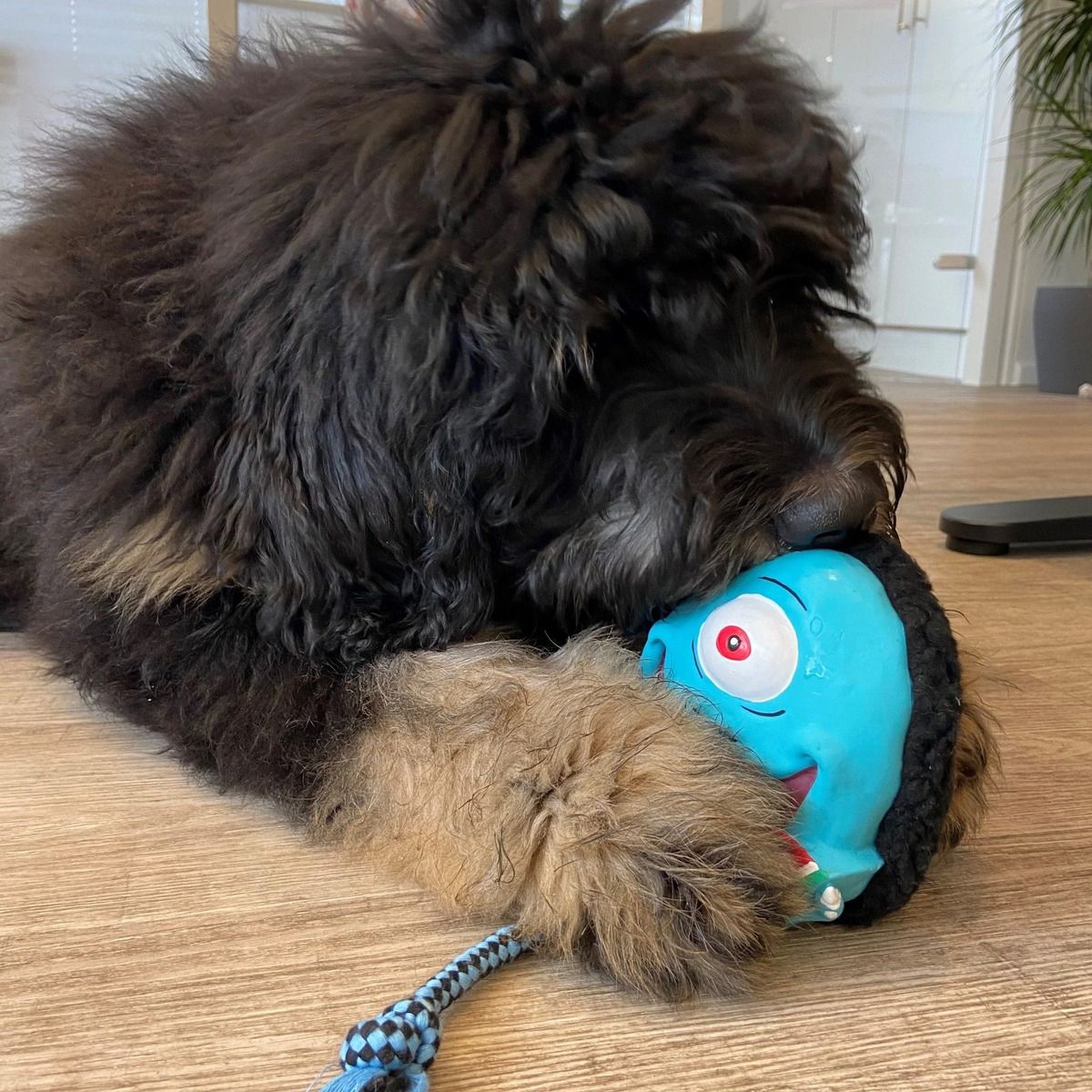 GENERICO - Juguete Perro - Sonajero con Cuerda Bubba King