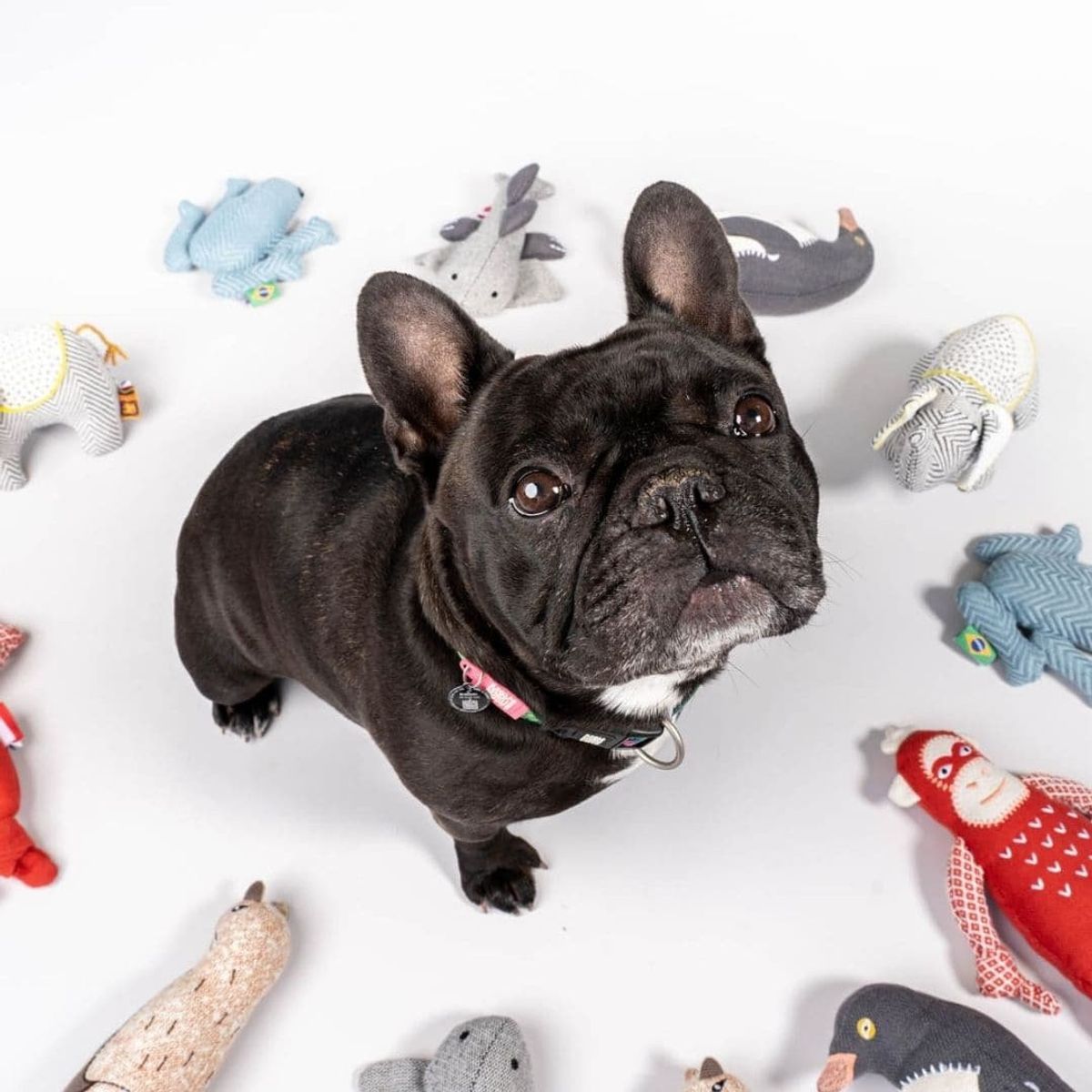 GENERICO - Juguete Perro - Peluche Ecológico Marmota Isla de Vancouver