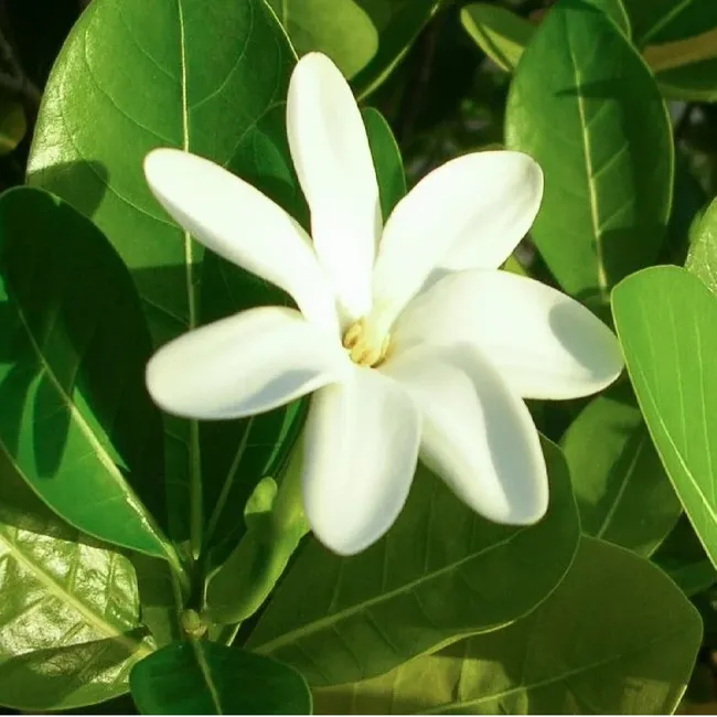 MONOI TIKI TAHITI - Monoi Tiki Tahiti Tiare Gardenia Bronzant Sun Tan Oil 120ml