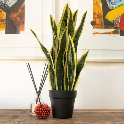 Imagen 2 del producto Lengua De Suegra Artificial Amarilla De 53.5 cm