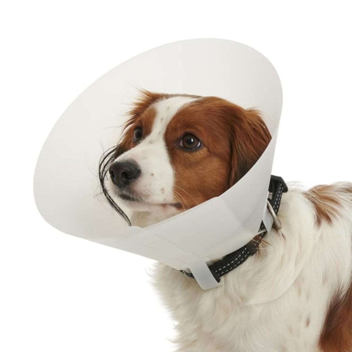 GENERICO - Collar Isabelino Para Mascotas Buster Classic 7,5 Cm