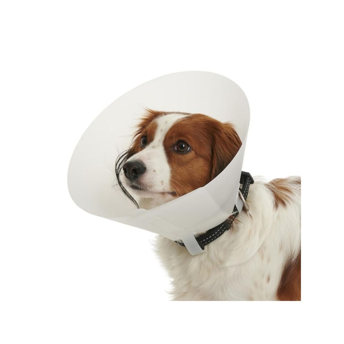 GENERICO - Collar Isabelino Para Mascotas Buster Classic 7,5 Cm