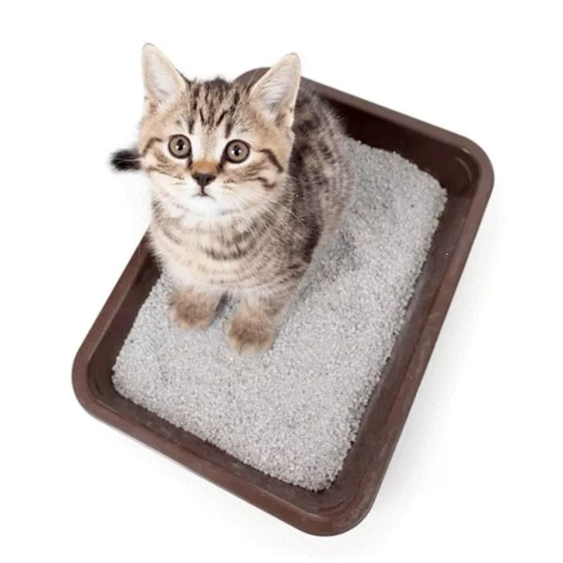 DEFENSOR FOREVER - Arena Sanitaria Para Gatos Aglutinante 5 Kilos