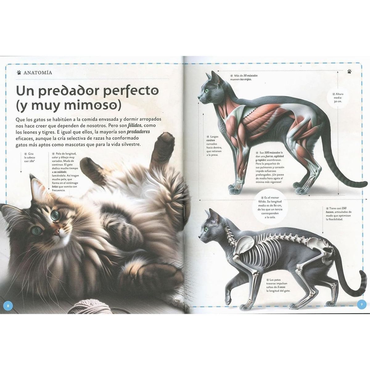 SUSAETA - El magnífico libro de los gatos