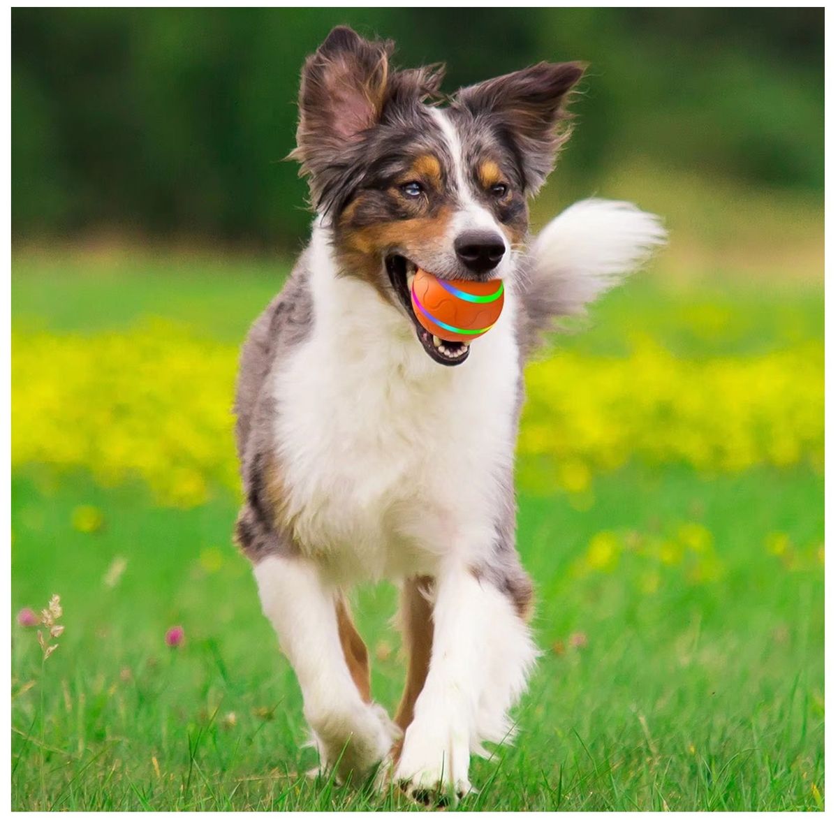 TATEE - Pelota para Perros Inteligente Recargable - Naranjo