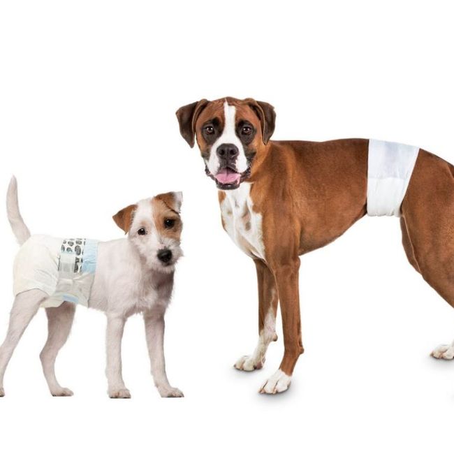 METALFER - Pañal Para Perro Talla XL 12 Und Seco Y Cómodo