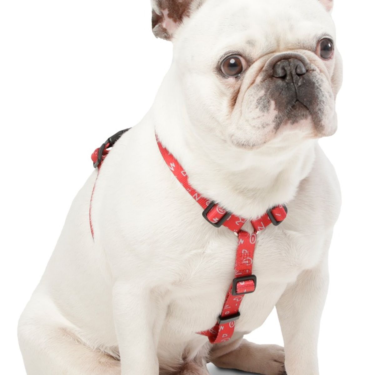 TOTTO - Arnés Pechera para Perros Figgo S - Seguro y Ajustable