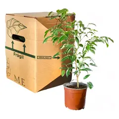 PLANT ME - Planta Ficus Español 60cm Plantme