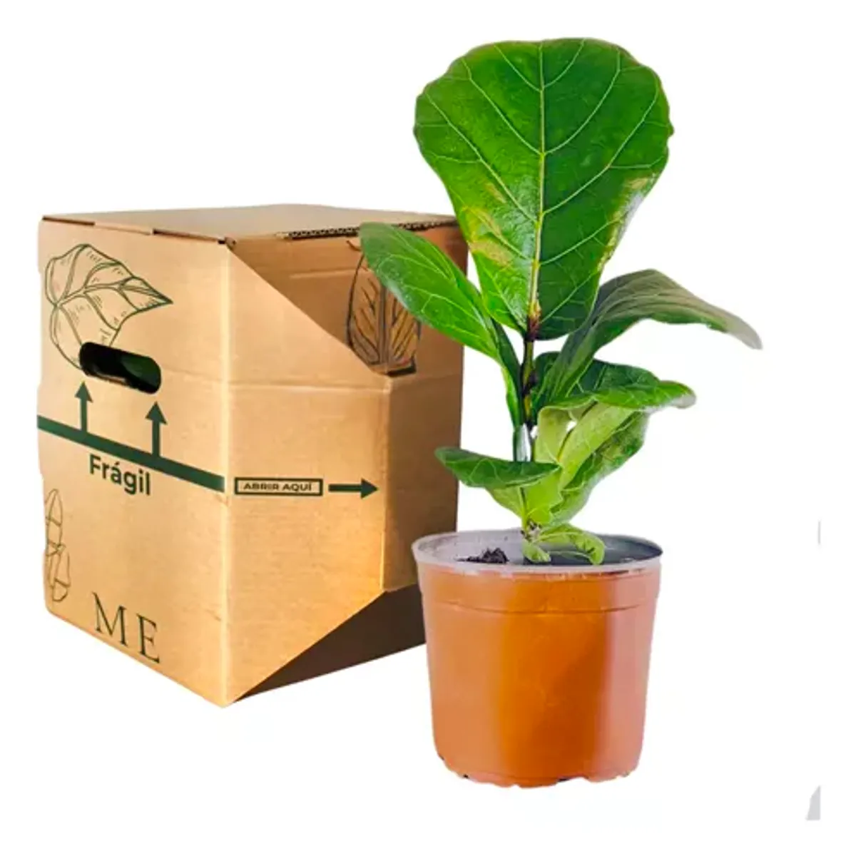 PLANT ME - Planta Ficus Lyrata 30cm Plantme