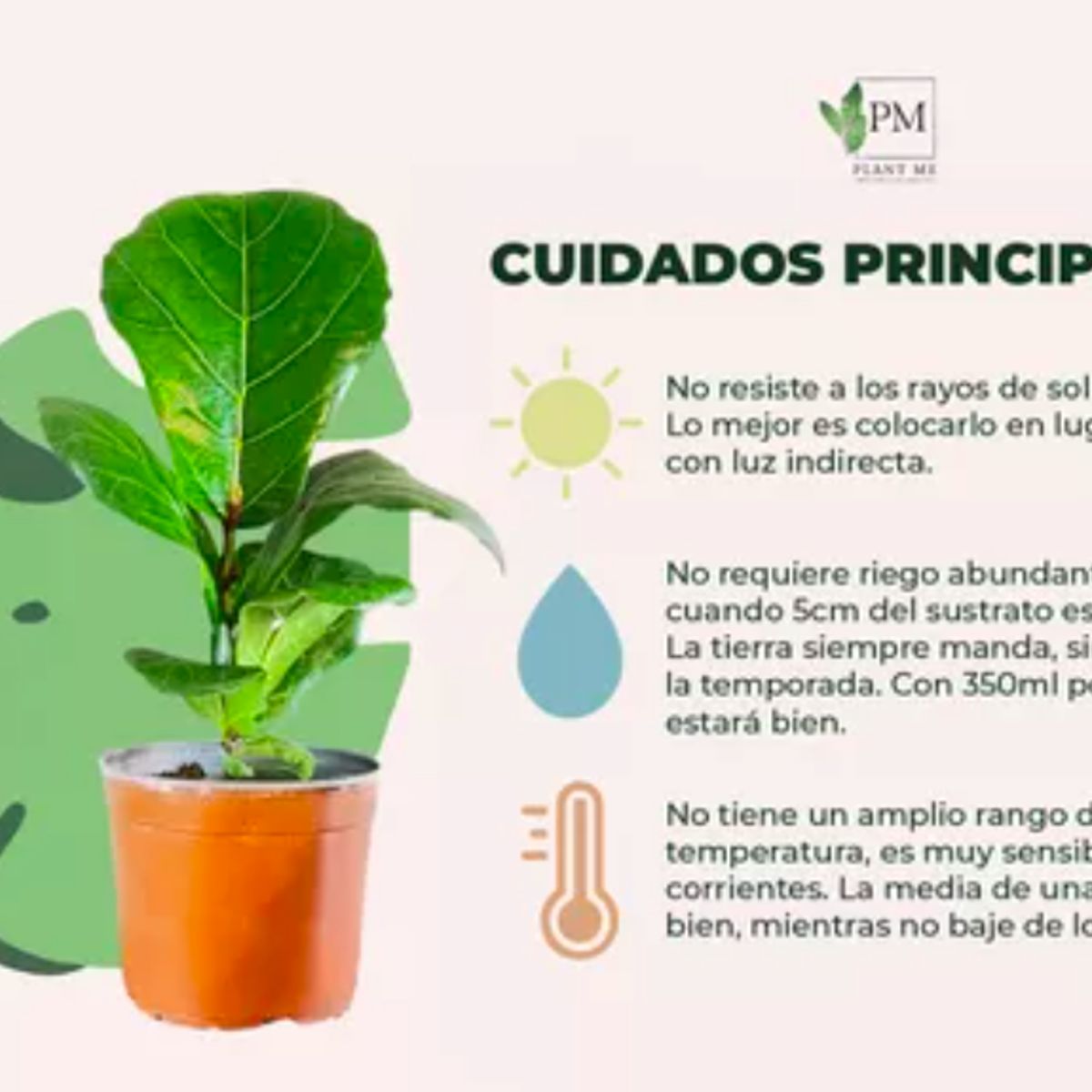 PLANT ME - Planta Ficus Lyrata 30cm Plantme