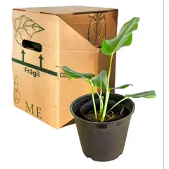 PLANT ME - Planta Verde Filodendro 30-40cm Plantme