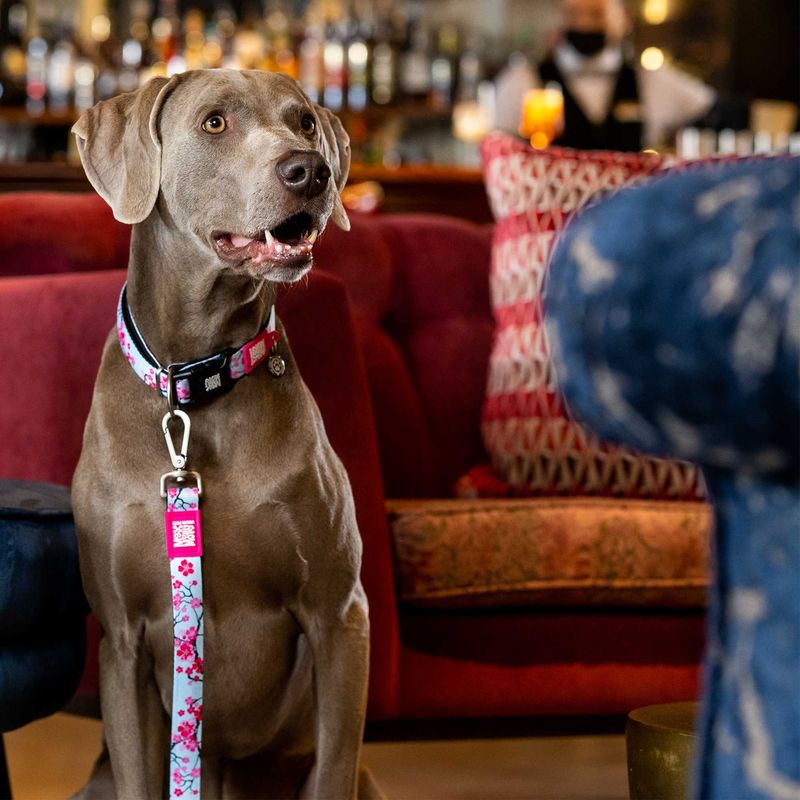 MAX & MOLLY - Collar Perro M Smart Id Cherry Bloom 15-25kg Max and Molly