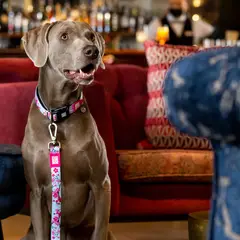 MAX & MOLLY - Collar Perro M Smart Id Cherry Bloom 15-25kg Max and Molly