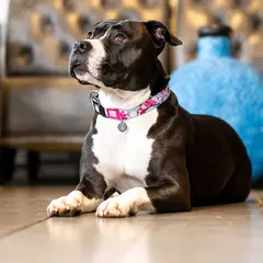 MAX & MOLLY - Collar Perro S Smart Id Cherry Bloom 7-15kg Max and Molly