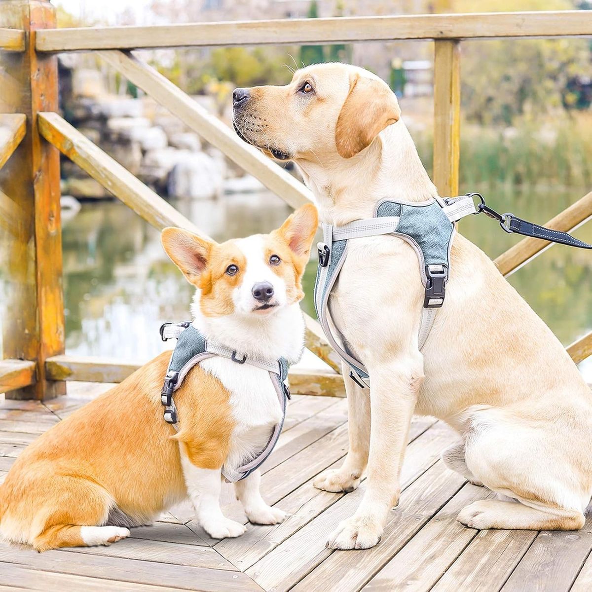 TATEE - Arnés Anti Tirones Acolchados Para Perro Tallas L azul