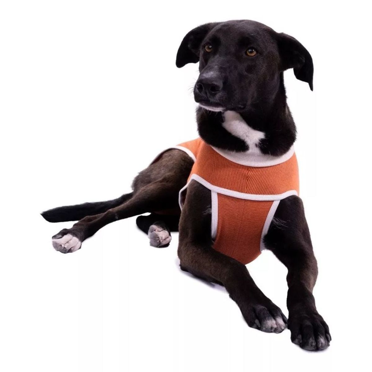 KIMBAVET - BodyCobre® Kimba Tradicional - Talla 7 (13 - 17 Kg)