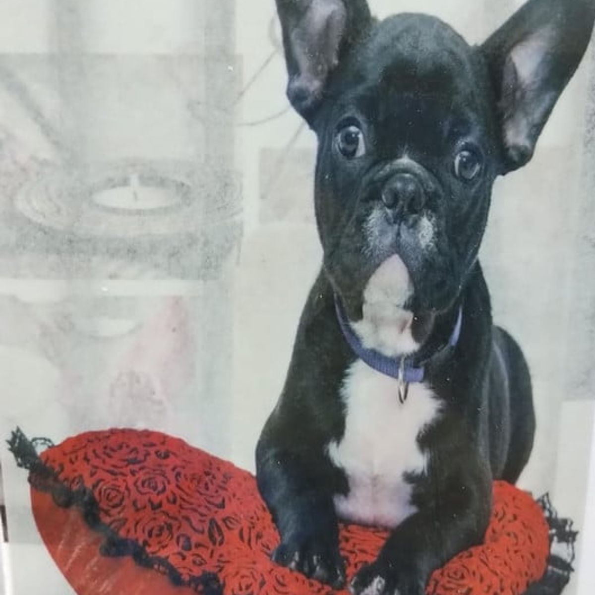 ANGELES DEL HOGAR - CORTINA PARA BAÑO DE GENERO 180 CM X 180 CM