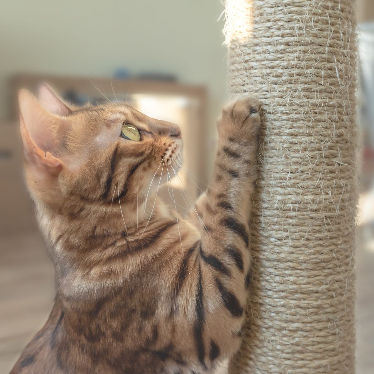 GENERICO - Cordel Cuerda Sisal 8 Mm X 50 Mt Resistente Calidad Superior